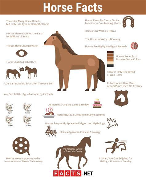 Magoc brush horse infographics